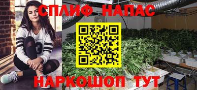 прущие грибы Новозыбков